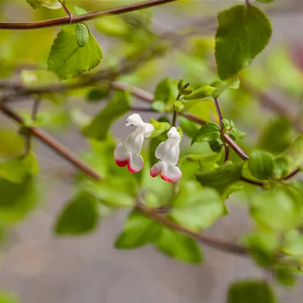 Salvia microphylla 'Hot Lips'