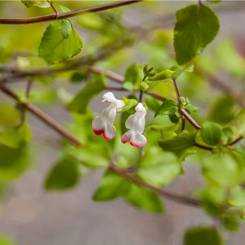 Salvia microphylla 'Hot Lips'