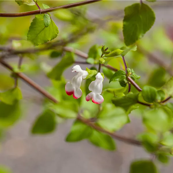 Salvia microphylla 'Hot Lips'