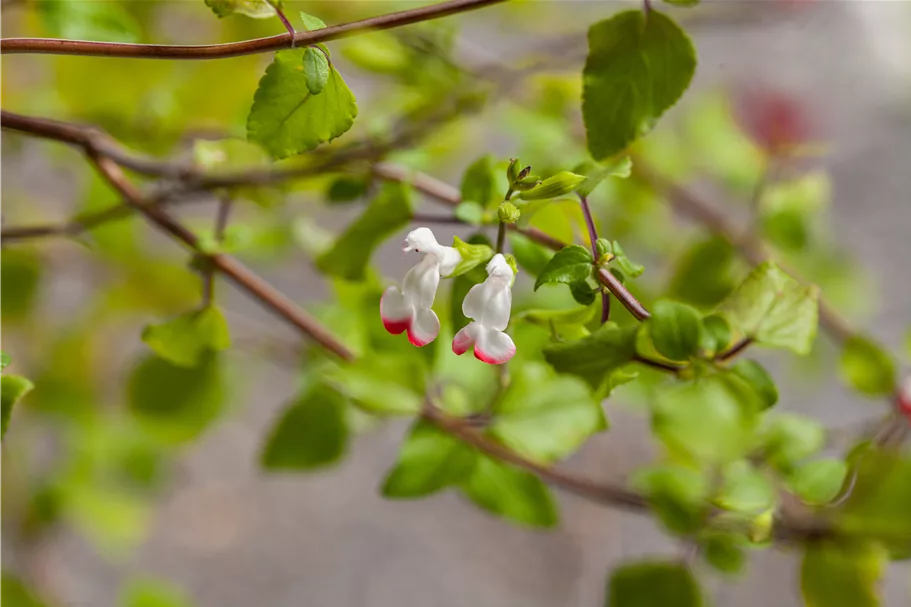 Salvia microphylla 'Hot Lips'