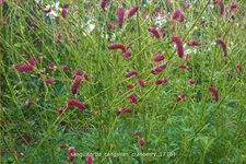 Sanguisorba 'Cangshan Cranberry'