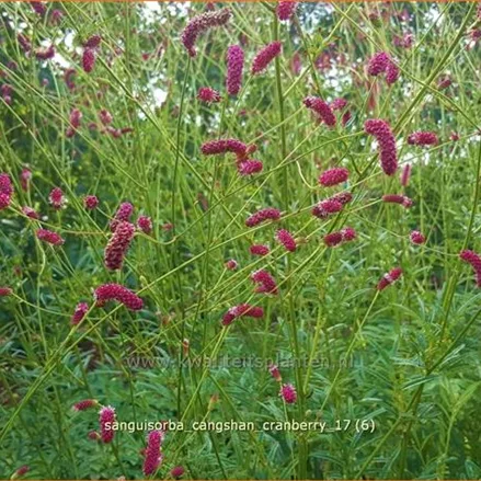 Sanguisorba 'Cangshan Cranberry'