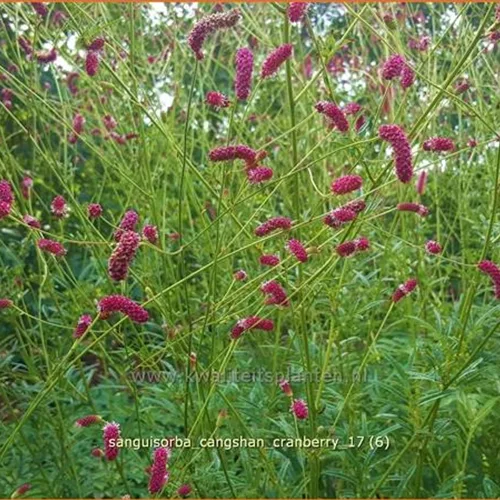 Sanguisorba 'Cangshan Cranberry'