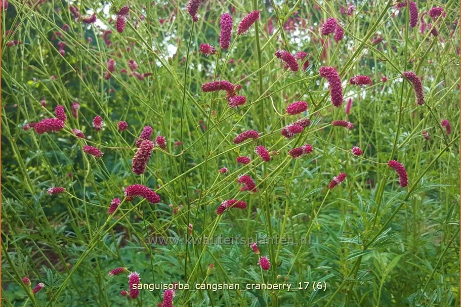 Sanguisorba 'Cangshan Cranberry'