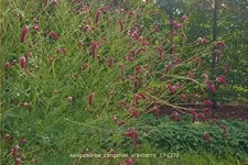 Sanguisorba 'Cangshan Cranberry'