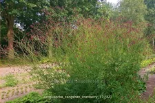 Sanguisorba 'Cangshan Cranberry'