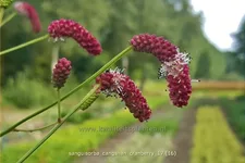 Sanguisorba 'Cangshan Cranberry'