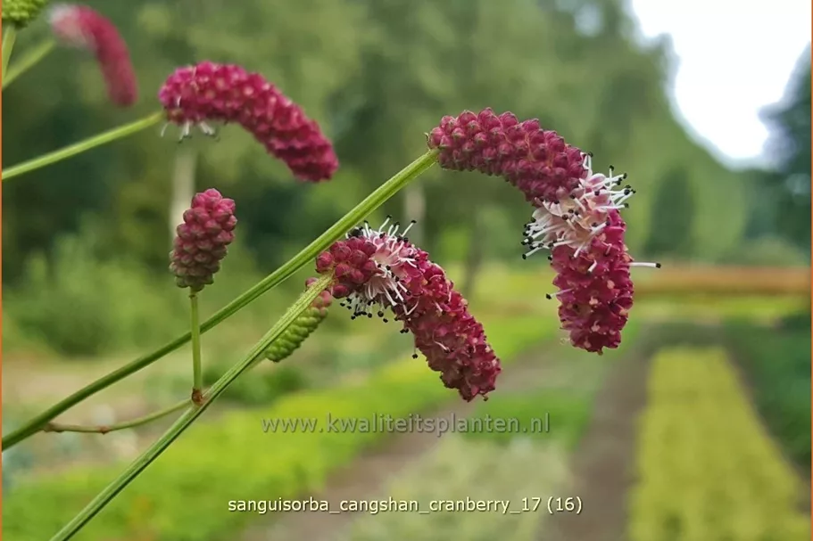 Sanguisorba 'Cangshan Cranberry'