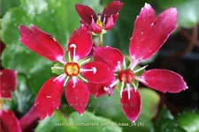 Saxifraga cortusifolia 'Beni Tsukasa'
