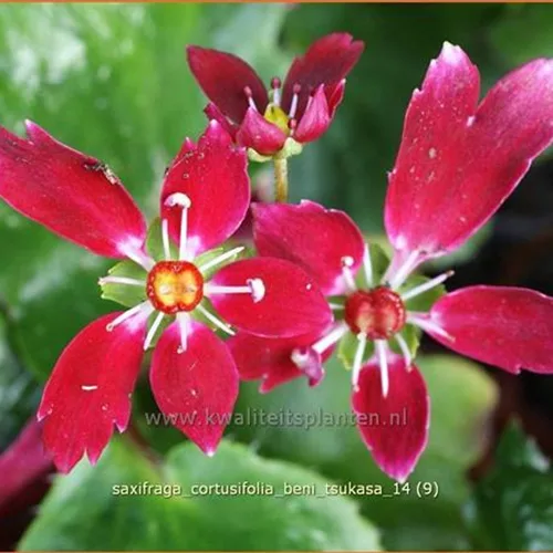 Saxifraga cortusifolia 'Beni Tsukasa'