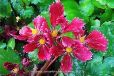 Saxifraga cortusifolia 'Beni Tsukasa'