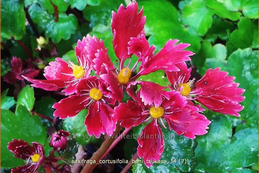 Saxifraga cortusifolia 'Beni Tsukasa'