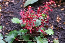 Saxifraga cortusifolia 'Beni Tsukasa'