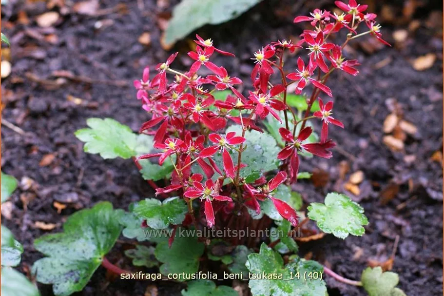 Saxifraga cortusifolia 'Beni Tsukasa'