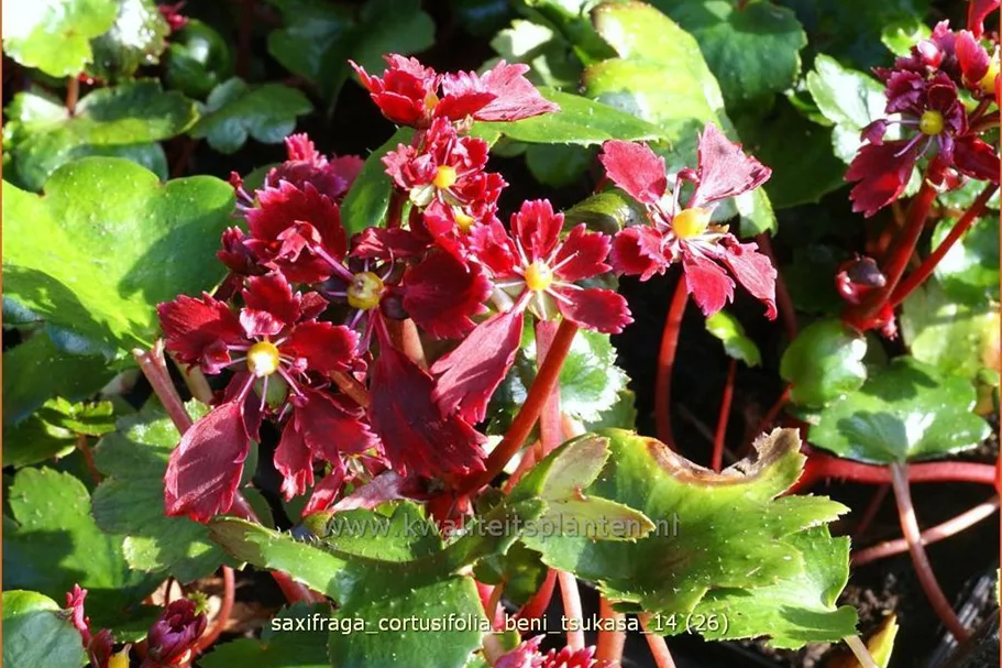 Saxifraga cortusifolia 'Beni Tsukasa'