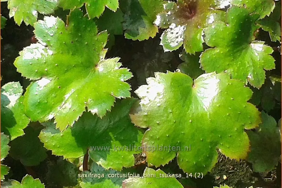 Saxifraga cortusifolia 'Beni Tsukasa'
