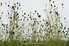 Sanguisorba 'Chocolate Tipp'