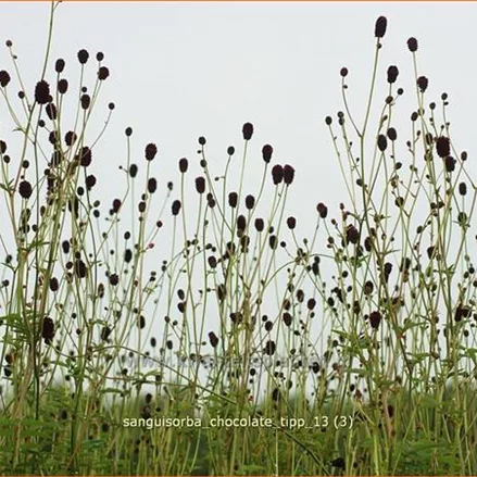 Sanguisorba 'Chocolate Tipp'