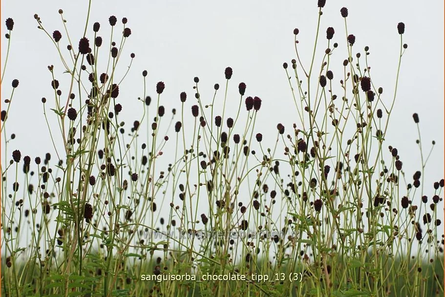 Sanguisorba 'Chocolate Tipp'