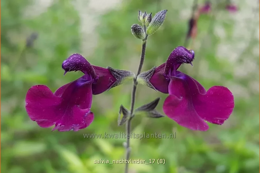 Salvia greggii 'Nachtvlinder'
