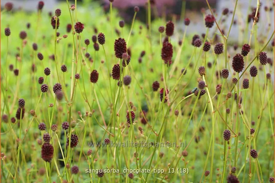Sanguisorba 'Chocolate Tipp'