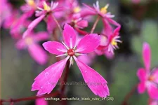 Saxifraga cortusifolia var. fortunei 'Black Ruby'