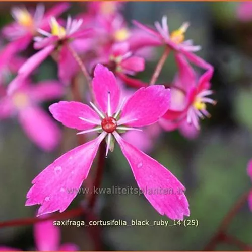 Saxifraga cortusifolia var. fortunei 'Black Ruby'