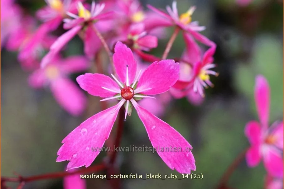 Saxifraga cortusifolia var. fortunei 'Black Ruby'
