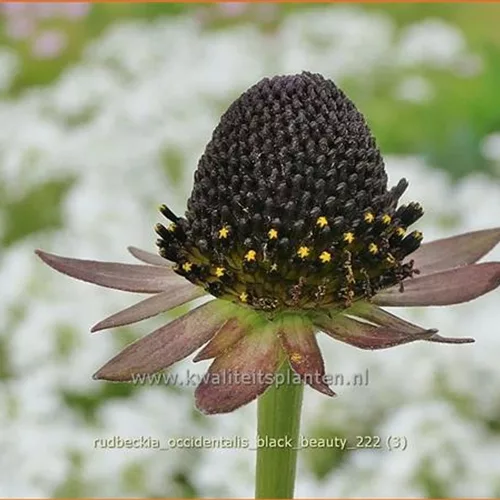 Rudbeckia occidentalis 'Black Beauty'