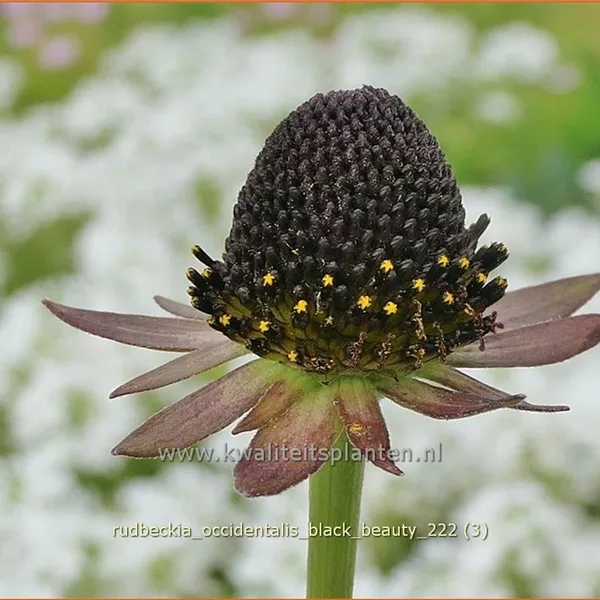 Rudbeckia occidentalis 'Black Beauty'