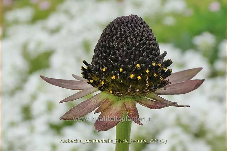 Rudbeckia occidentalis 'Black Beauty'