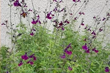 Salvia greggii 'Nachtvlinder'