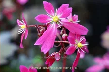 Saxifraga cortusifolia var. fortunei 'Black Ruby'