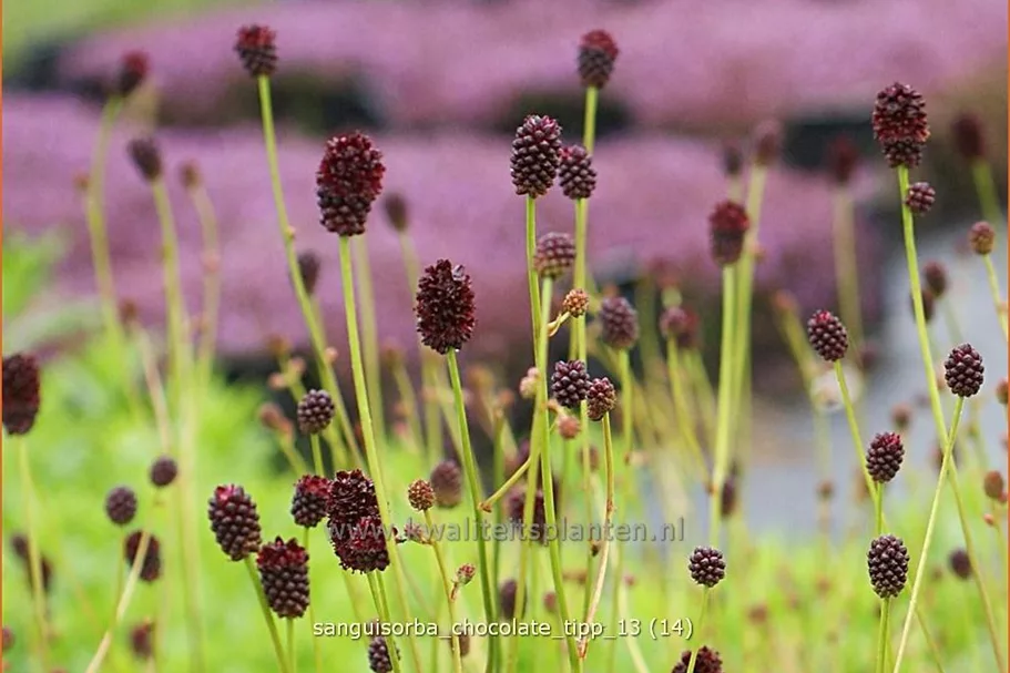 Sanguisorba 'Chocolate Tipp'
