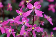 Saxifraga cortusifolia var. fortunei 'Black Ruby'