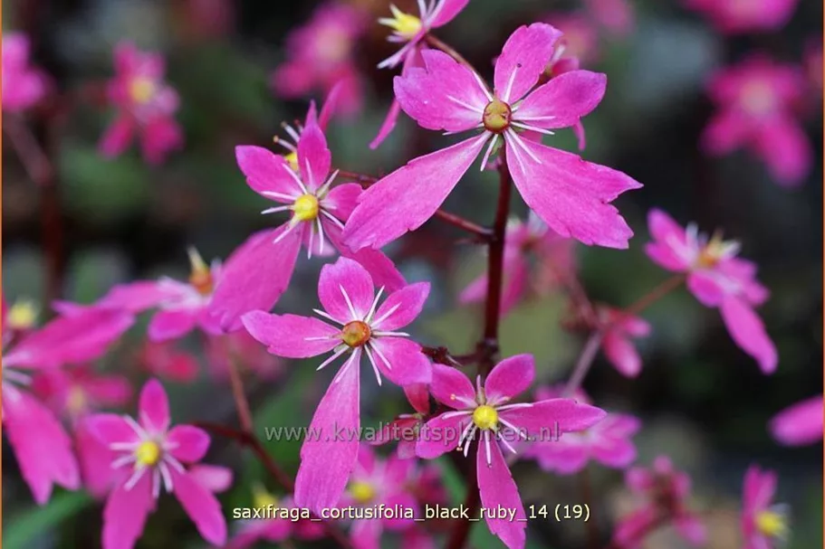 Saxifraga cortusifolia var. fortunei 'Black Ruby'