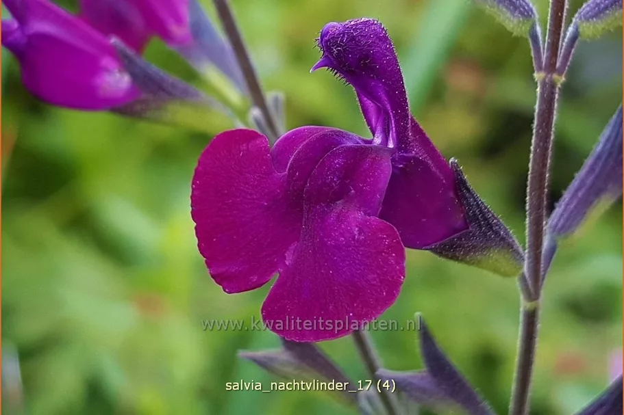 Salvia greggii 'Nachtvlinder'