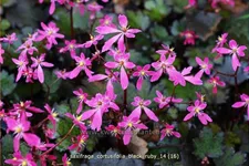 Saxifraga cortusifolia var. fortunei 'Black Ruby'