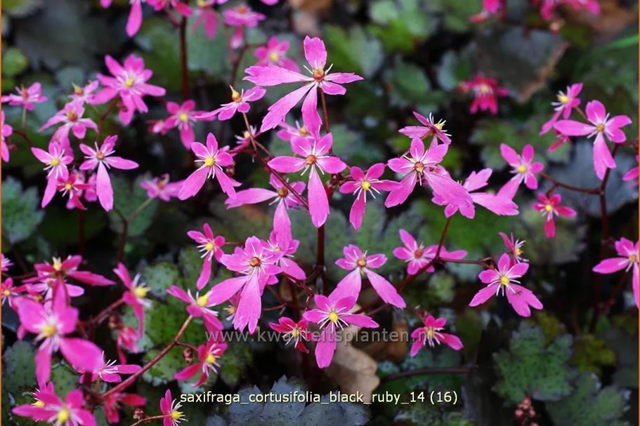 Saxifraga cortusifolia var. fortunei 'Black Ruby'