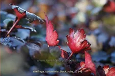Saxifraga cortusifolia var. fortunei 'Black Ruby'