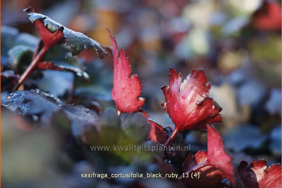 Saxifraga cortusifolia var. fortunei 'Black Ruby'