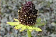 Rudbeckia occidentalis 'Black Beauty'
