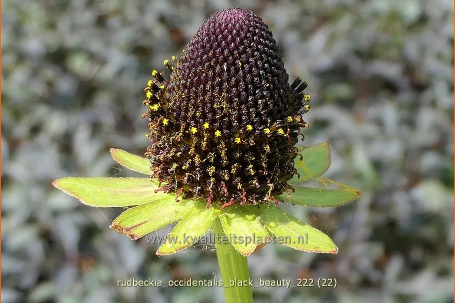 Rudbeckia occidentalis 'Black Beauty'