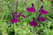 Salvia greggii 'Nachtvlinder'