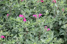 Salvia greggii 'Nachtvlinder'