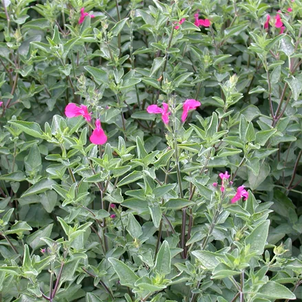 Salvia greggii 'Nachtvlinder'