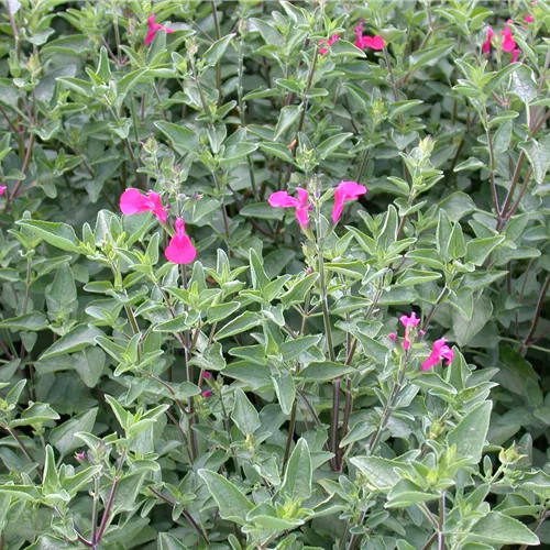 Salvia greggii 'Nachtvlinder'