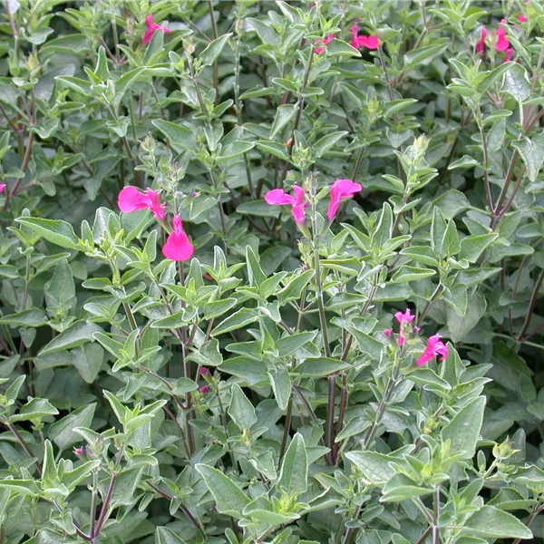 Salvia greggii 'Nachtvlinder'