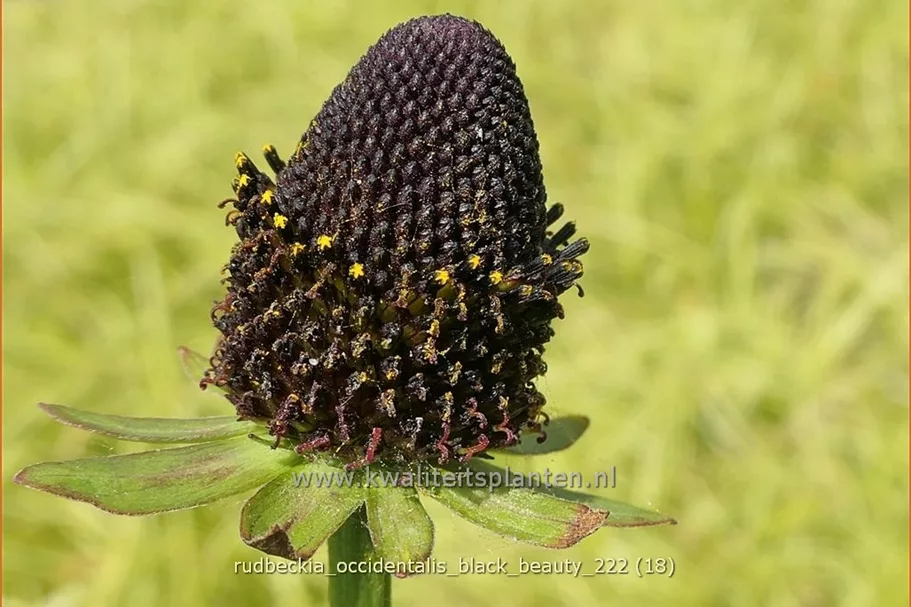 Rudbeckia occidentalis 'Black Beauty'