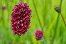 Sanguisorba 'Crimson Queen'